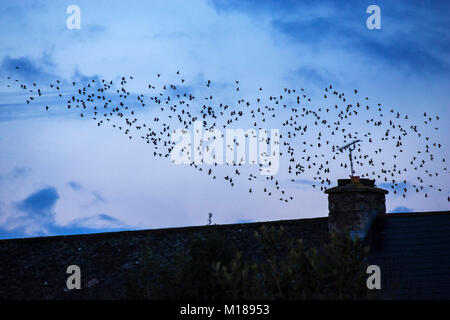 Étourneau sansonnet Sturnus vulgaris troupeau en vol sur le logement Ringwood Hampshire England UK Banque D'Images