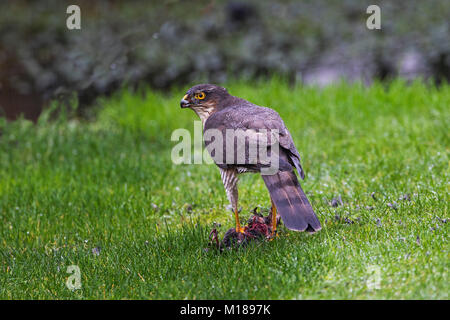 Blanche eurasienne Accipter nisus commun avec sansonnet Sturnus vulgaris proie sur un jardin pelouse Ringwood Hampshire Angleterre Royaume-uni Décembre 2015 Banque D'Images