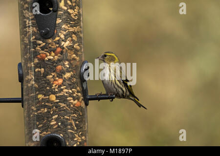 Eurasian siskin Carduelis spinus femelle à mangeoire à côté du lac Ivy Blashford Lakes Nature Réserver Hampshire et l'île de Wight Wildlife Trust Reser Banque D'Images