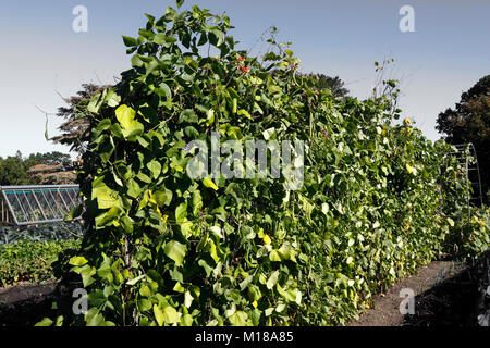 BENCHMASTER HARICOT. PHASEOLUS COCCINEUS. Banque D'Images