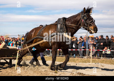 Les chevaux et leurs propriétaires participent à un tournoi de tirer lourd. Les animaux doit tirer une charge de plusieurs centaines de kilogrammes sur une piste de 30 m.. Banque D'Images