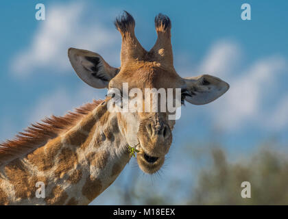 En Afrique du Sud, dans le Madikwe Game Reserve, un gros plan montre une girafe à mâcher sur une branche tout en regardant un véhicule safari. Banque D'Images