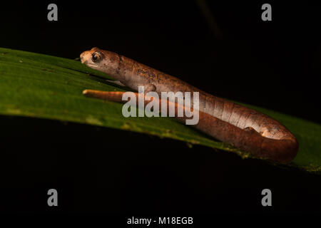 Une salamandre escalade (Bolitoglossa altamazonica) dans la jungle de l'Amazonie colombienne. Banque D'Images