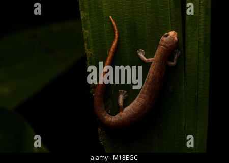 Une salamandre escalade (Bolitoglossa altamazonica) dans la jungle de l'Amazonie colombienne. Banque D'Images