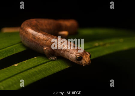 Une salamandre escalade (Bolitoglossa altamazonica) dans la jungle de l'Amazonie colombienne. Banque D'Images