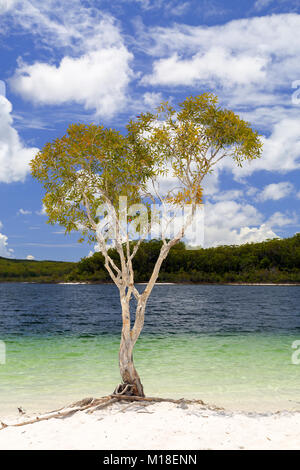 Lac McKenzie sur Fraser Island. Banque D'Images