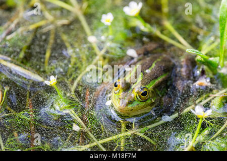 La grenouille verte (Rana esculenta) entre la floraison des plantes aquatiques de la rivière,renoncule (Ranunculus fluitans),Veneto, Italie Banque D'Images