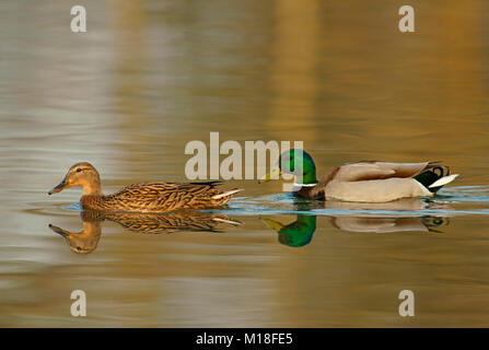 Le Canard colvert (Anas platyrhynchos),couple dans l'eau,mâle et femelle, Hesse, Allemagne Banque D'Images