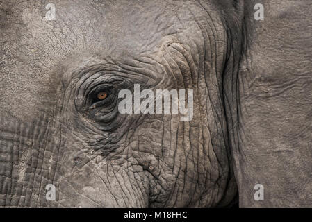 L'éléphant africain (Loxodonta africana),eye, close-up,Marabou,Pan District,Botswana Chobe Banque D'Images