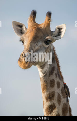 Girafe (Giraffa camelopardalis) avec Red-billed oxpecker (Buphagus erythrorhynchus),Portrait,Parc National de Nxai Pan Banque D'Images