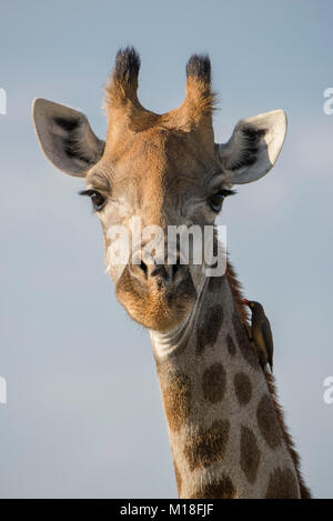 Girafe (Giraffa camelopardalis) avec Red-billed oxpecker (Buphagus erythrorhynchus),Portrait,Parc National de Nxai Pan Banque D'Images