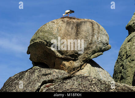 Cigogne Blanche (Ciconia ciconia) qui nichent dans les rochers,monument naturel los Barruecos, Cáceres, Extremadura, Espagne Banque D'Images