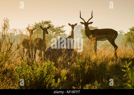 L'Impala (Aepyceros) melampuss,group avec buck et femme attentionné, le rétro-éclairage,lumière du matin,Peter Pan,Savuti Banque D'Images