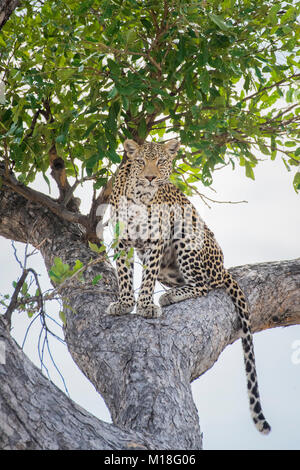 Leopard (Panthera pardus), Sitting on tree à l'affût,Peter Pan,Savuti,le Parc National de Chobe Chobe District,Botswana, Banque D'Images