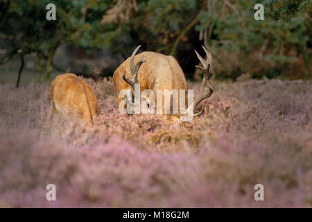Red Deer (Cervus elaphus),couple avec tête cachée dans les bruyères (Calluna vulgaris), parc national De Hoge Veluwe, Gueldre Banque D'Images