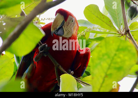 Wild ara rouge (Ara macao) assis dans un arbre se cacher derrière des feuilles dans Sierpe, province de Puntarenas, Costa Rica Banque D'Images