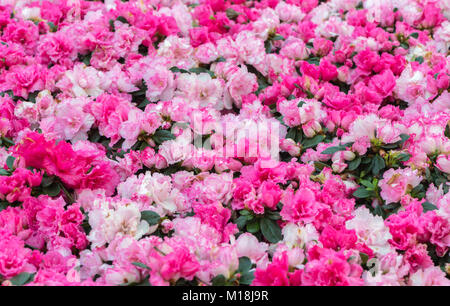 Rhododendrons rose fleur en jardin, selective focus Banque D'Images