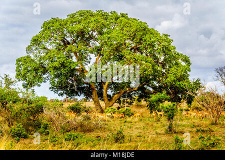 Troupeau d'impalas à l'ombre sous un grand arbre dans la région des savanes de Central Parc National Kruger en Afrique du Sud Banque D'Images