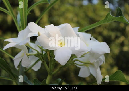 Belle fleur blanc Gardenia volkensii Banque D'Images