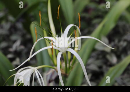 Belle white Spider Lily (hymenocallis littoralis) Banque D'Images