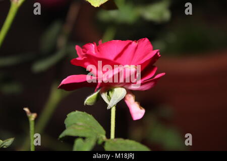 Belle rose rouge avec feuille Banque D'Images