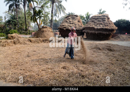 Kolkata, Inde. 27 Jan, 2018. Paddy battage agriculteur à un village de South 24 Parganas en avance sur le budget de l'Union européenne. Indian Budget de l'exercice 2018-2019 prévu le 01 février. Credit : Saikat Paul/Pacific Press/Alamy Live News Banque D'Images