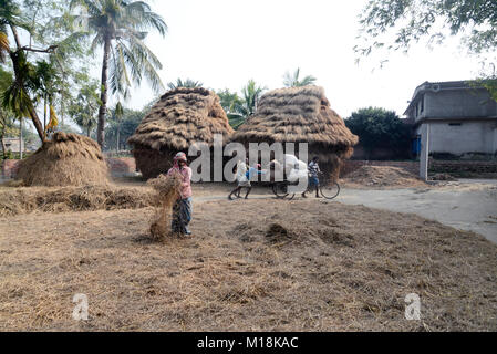 Kolkata, Inde. 27 Jan, 2018. Paddy battage agriculteur à un village de South 24 Parganas en avance sur le budget de l'Union européenne. Indian Budget de l'exercice 2018-2019 prévu le 01 février. Credit : Saikat Paul/Pacific Press/Alamy Live News Banque D'Images