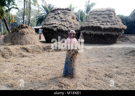 Kolkata, Inde. 27 Jan, 2018. Paddy battage agriculteur à un village de South 24 Parganas en avance sur le budget de l'Union européenne. Indian Budget de l'exercice 2018-2019 prévu le 01 février. Credit : Saikat Paul/Pacific Press/Alamy Live News Banque D'Images