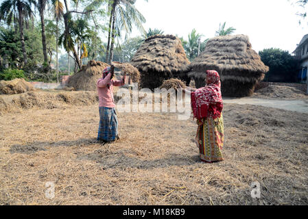 Kolkata, Inde. 27 Jan, 2018. Famille d'agriculteurs de paddy de battage à un village de South 24 Parganas en avance sur le budget de l'Union européenne. Indian Budget de l'exercice 2018-2019 prévu le 01 février. Credit : Saikat Paul/Pacific Press/Alamy Live News Banque D'Images