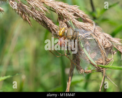 Sac jaune, Cheiracanthium punctorium spider Banque D'Images