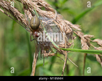 Sac jaune, Cheiracanthium punctorium spider Banque D'Images