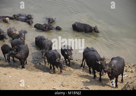 Les vaches sortent de la rivière après avoir pris un bain Banque D'Images