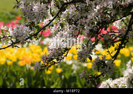 Frühling im Hermannshof Weinheim - ressort dans l'Hermannshof Banque D'Images