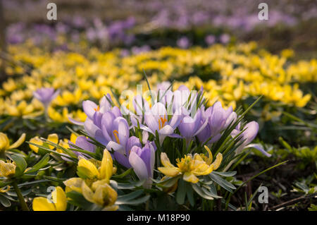 Frühling im Hermannshof Weinheim - ressort dans l'Hermannshof Banque D'Images