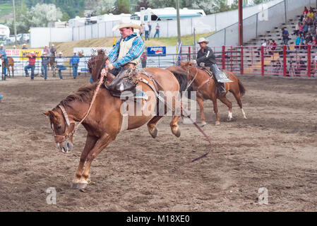 Cowboy monte un cheval lors d'une selle à la 90e concours monte de Williams Lake Stampede, l'un des plus grands mouvements de panique en Amérique du Nord Banque D'Images