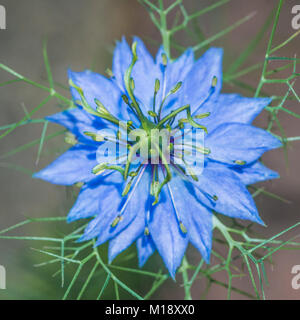 Un plan macro sur une fleur nigelle bleu. Banque D'Images