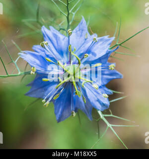 Un plan macro sur une fleur nigelle bleu. Banque D'Images