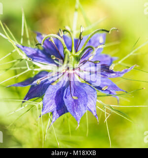 Un plan macro sur une fleur nigelle bleu. Banque D'Images