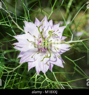 Un plan macro sur une fleur de nigella. Banque D'Images