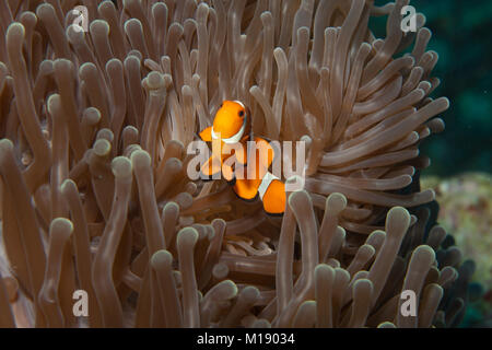 Poisson de l'anémone orange mignon caché dans sa chambre de protection Banque D'Images