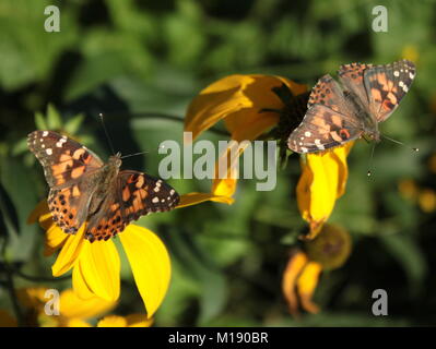 Un troupeau de papillons belle dame s'est présenté l'un d'août pour se nourrir de nectar de mes grands peuplements d'Cône jaune fleurs. Banque D'Images