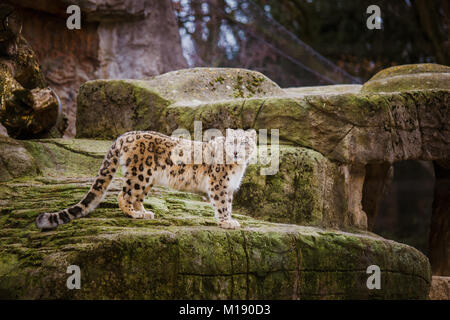 Un adulte snow leopard se dresse sur un rebord de pierre dans le zoo de Bâle en Suisse. Temps nuageux en hiver. Banque D'Images