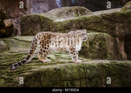 Un adulte snow leopard se dresse sur un rebord de pierre dans le zoo de Bâle en Suisse. Temps nuageux en hiver. Banque D'Images