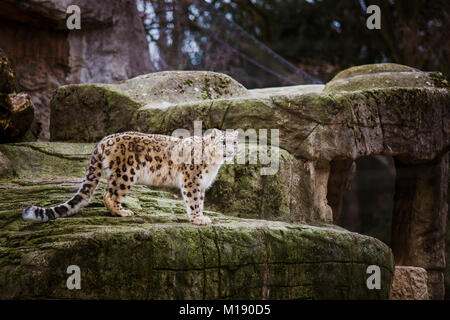 Un adulte snow leopard se dresse sur un rebord de pierre dans le zoo de Bâle en Suisse. Temps nuageux en hiver. Banque D'Images