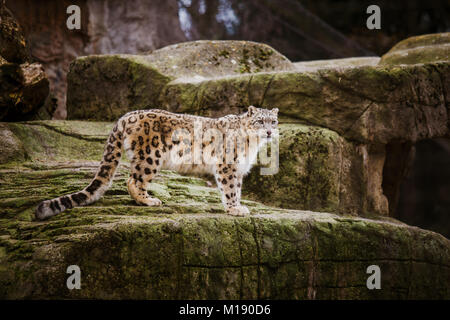 Un adulte snow leopard se dresse sur un rebord de pierre dans le zoo de Bâle en Suisse. Temps nuageux en hiver. Banque D'Images