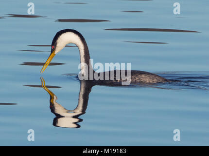 Grèbe élégant (Aechmophorus occidentalis) préparation de plongée en eau calme, en Californie Banque D'Images