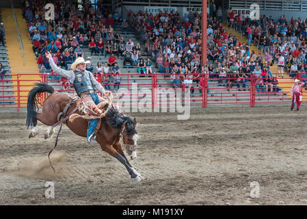 L'homme cheval manèges durant la selle à la 90e compétition monte de Williams Lake Stampede, l'un des plus grands mouvements de panique en Amérique du Nord Banque D'Images