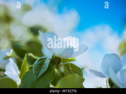 Au printemps. Arbre en fleurs fleurs blanches avec brunch Banque D'Images