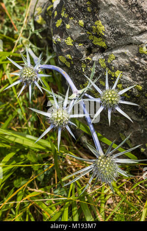 Eryngium Alpinum 'Superbum' mer Alpine Holly en fleur, la Vallée d'Ordesa. Parc National d'Ordesa Pyrénées ; ; ; Huesca Aragon Espagne ; Banque D'Images