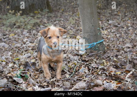 Un petit chien attaché à un arbre seul et abandonné dans la forêt Banque D'Images